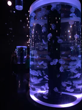 マクセル アクアパーク品川に投稿された画像（2023/8/30）