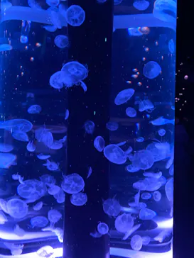 マクセル アクアパーク品川に投稿された画像（2023/8/30）