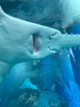 マクセル アクアパーク品川に投稿された画像（2023/8/30）