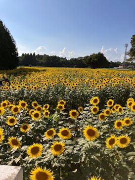 成田ゆめ牧場に投稿された画像（2023/8/30）