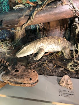 福井県立恐竜博物館に投稿された画像（2023/8/30）