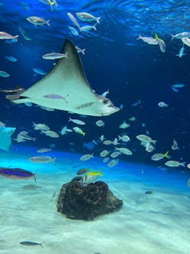 サンシャイン水族館に投稿された画像（2023/8/30）