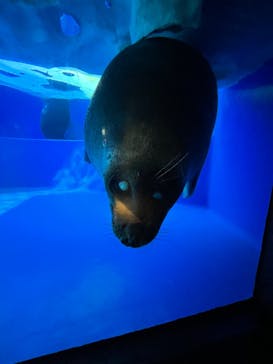 サンシャイン水族館に投稿された画像（2023/8/30）
