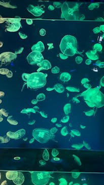 名古屋港水族館に投稿された画像（2023/8/30）