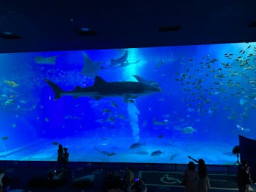 沖縄美ら海水族館に投稿された画像（2023/8/30）