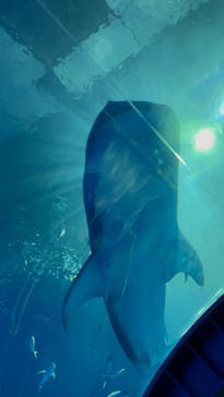 沖縄美ら海水族館に投稿された画像（2023/8/30）