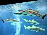アクアワールド茨城県大洗水族館に投稿された画像（2023/8/31）