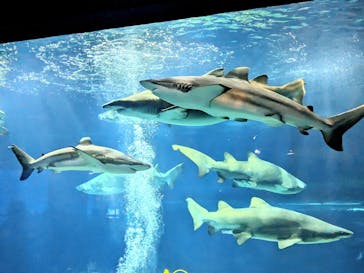 アクアワールド茨城県大洗水族館に投稿された画像（2023/8/30）