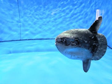 アクアワールド茨城県大洗水族館に投稿された画像（2023/8/30）
