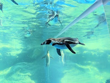 アクアワールド茨城県大洗水族館に投稿された画像（2023/8/30）