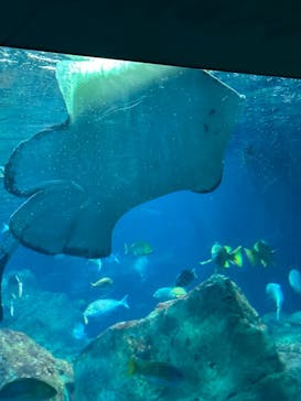 大分マリーンパレス水族館 「うみたまご」に投稿された画像（2023/8/30）