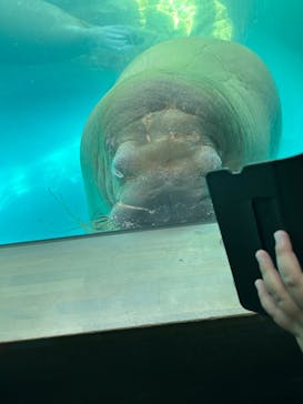 大分マリーンパレス水族館 「うみたまご」に投稿された画像（2023/8/30）