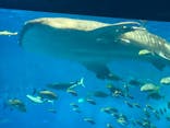 沖縄美ら海水族館に投稿された画像（2023/8/31）