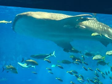 沖縄美ら海水族館に投稿された画像（2023/8/30）