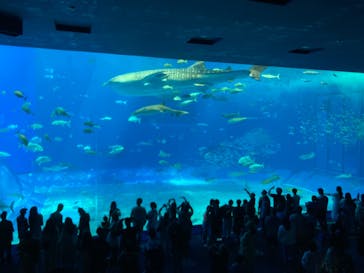 沖縄美ら海水族館に投稿された画像（2023/8/30）