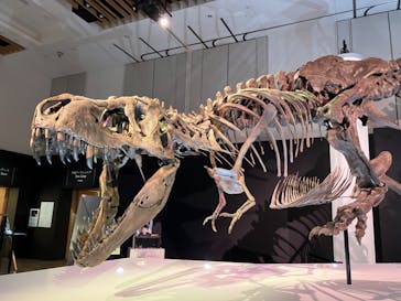 DinoScience 恐竜科学博 2023@TOKYO MIDTOWNに投稿された画像（2023/8/30）