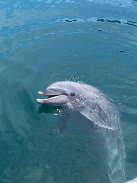 うみたま体験パーク 「つくみイルカ島」に投稿された画像（2023/8/30）