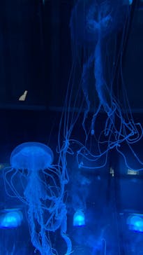 名古屋港水族館に投稿された画像（2023/8/31）