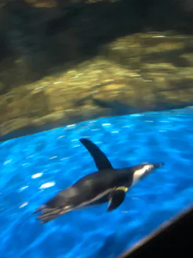 マクセル アクアパーク品川に投稿された画像（2023/8/31）