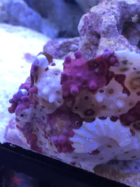 マクセル アクアパーク品川に投稿された画像（2023/8/31）