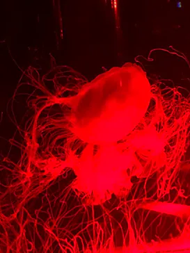 マクセル アクアパーク品川に投稿された画像（2023/8/31）