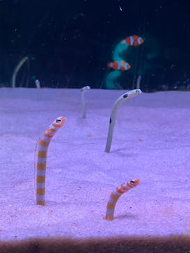 箱根園水族館に投稿された画像（2023/8/31）