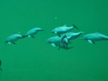 カワスイ 川崎⽔族館に投稿された画像（2023/8/31）