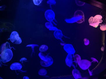 マリンワールド海の中道に投稿された画像（2023/8/31）