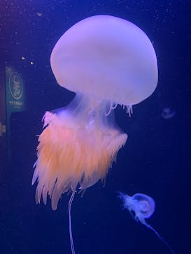 マリンワールド海の中道に投稿された画像（2023/8/31）