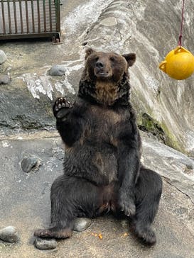 のぼりべつクマ牧場に投稿された画像（2023/8/31）