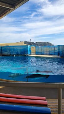 新江ノ島水族館に投稿された画像（2023/8/31）