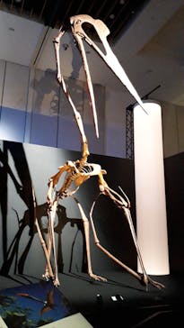 DinoScience 恐竜科学博 2023@TOKYO MIDTOWNに投稿された画像（2023/8/31）