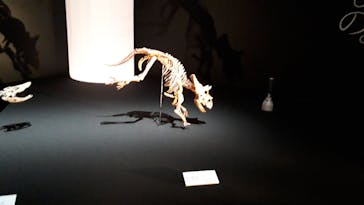 DinoScience 恐竜科学博 2023@TOKYO MIDTOWNに投稿された画像（2023/8/31）