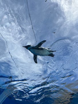 サンシャイン水族館に投稿された画像（2023/8/31）