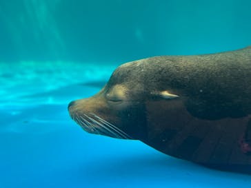 サンシャイン水族館に投稿された画像（2023/8/31）
