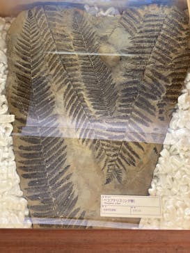 福井県立恐竜博物館に投稿された画像（2023/8/31）