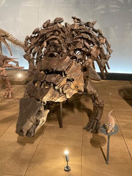 福井県立恐竜博物館に投稿された画像（2023/8/31）