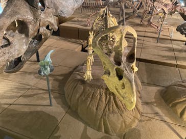 福井県立恐竜博物館に投稿された画像（2023/8/31）