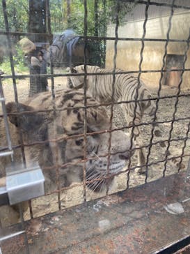 群馬サファリパークに投稿された画像（2023/8/31）