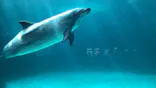 名古屋港水族館に投稿された画像（2023/8/31）