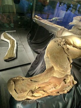 福井県立恐竜博物館に投稿された画像（2023/8/31）