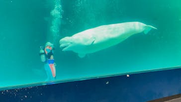 鴨川シーワールドに投稿された画像（2023/8/31）