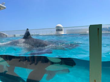 鴨川シーワールドに投稿された画像（2023/8/31）