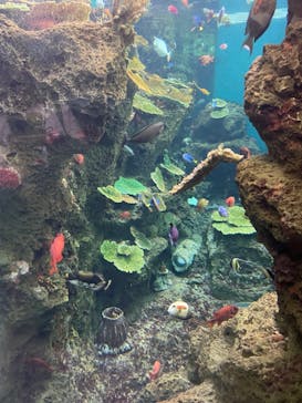 鴨川シーワールドに投稿された画像（2023/8/31）