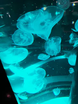 マクセル アクアパーク品川に投稿された画像（2023/8/31）