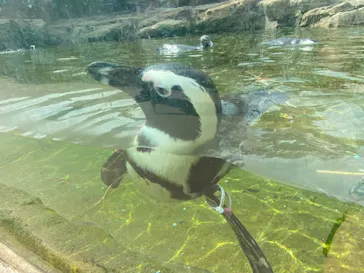 神戸どうぶつ王国に投稿された画像（2023/8/31）