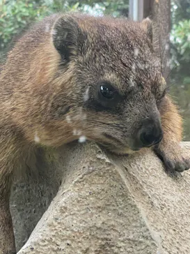 神戸どうぶつ王国に投稿された画像（2023/8/31）