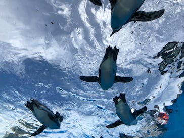 サンシャイン水族館に投稿された画像（2023/8/31）