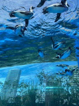 サンシャイン水族館に投稿された画像（2023/8/31）