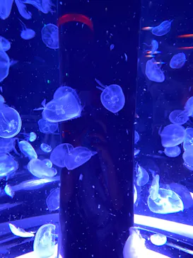 マクセル アクアパーク品川に投稿された画像（2023/9/1）